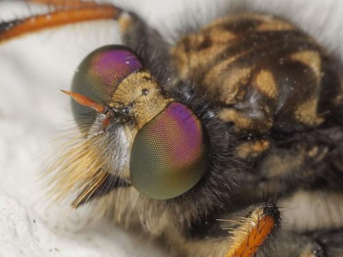 Cyrtopogon ruficornis